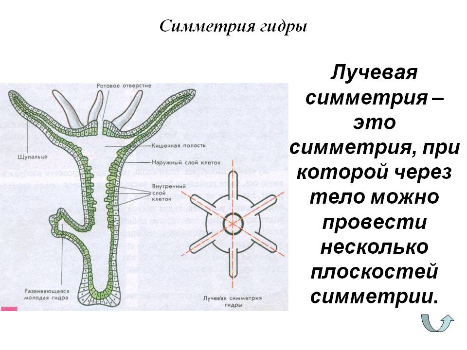 Кракен рабочая ссылка на сайт